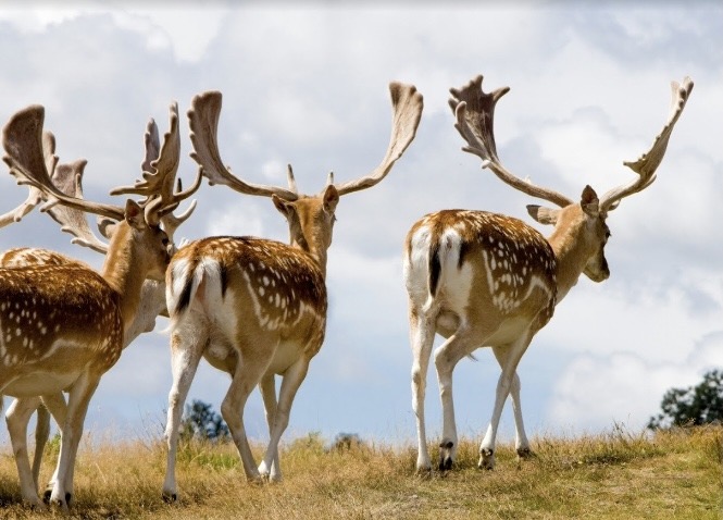 Bradgate Park