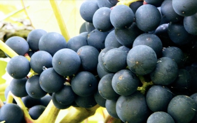 Rothley Wine Estate