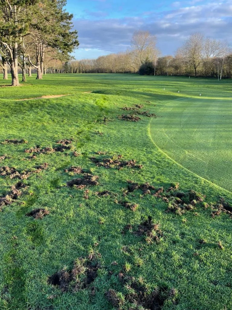Badger Damage