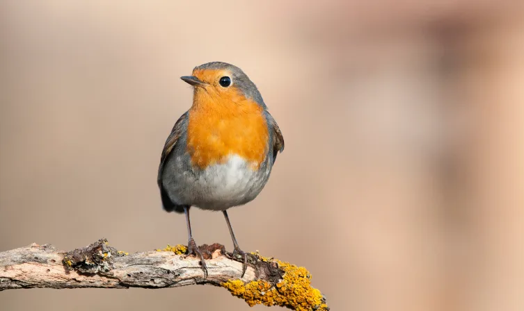 Birdlife at RPGC