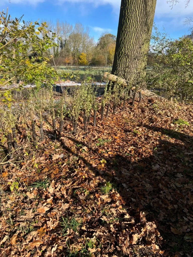 Boundary Hedge Planting