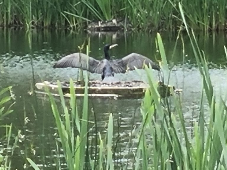 Cormorant Spotted on 18th Pond