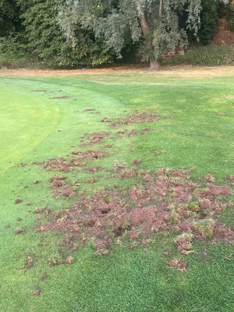 Serious Badger Damage